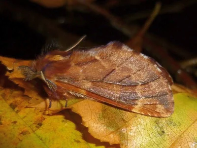 Ptilophora plumigera
