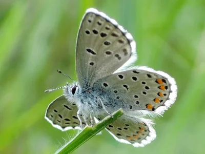 Pseudophilotes vicrama