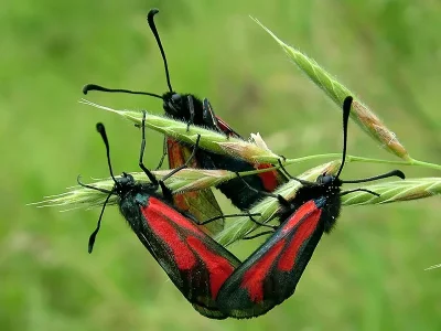 Zygaena (Mesembrynus) purpuralis