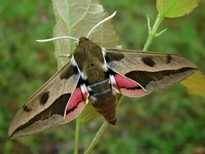 Hyles euphorbiae