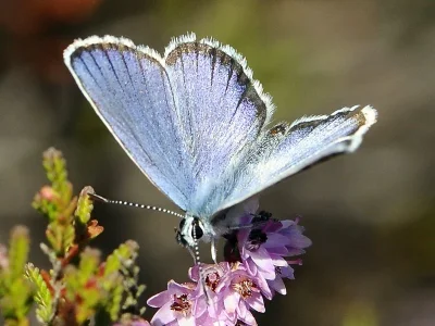 Plebejus (Lycaeides) idas