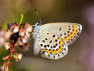 Plebejus (Lycaeides) idas