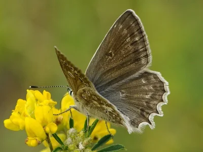 Polyommatus (Meleageria) daphnis