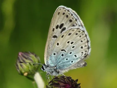 Phengaris arion