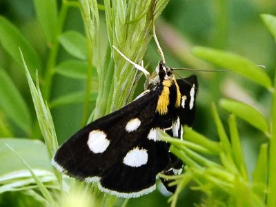 Anania funebris