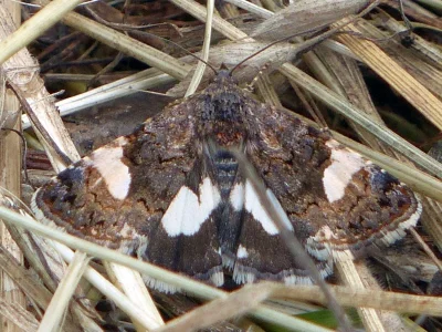 Tyta luctuosa