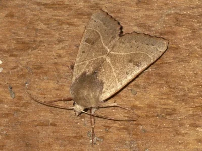 Pseudenargia ulicis