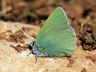 Callophrys (Callophrys) paulae