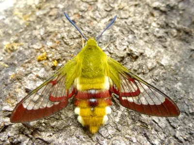 Hemaris (Hemaris) fuciformis