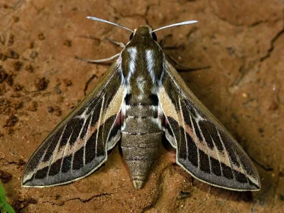 Hyles livornicoides