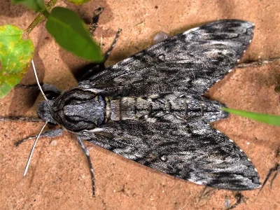 Agrius godarti