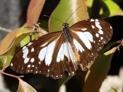 Danaus (Salatura) affinis