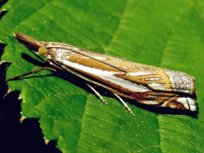 Crambus pratella