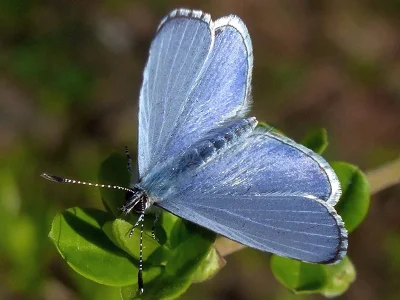 Celastrina (Celastrina) argiolus