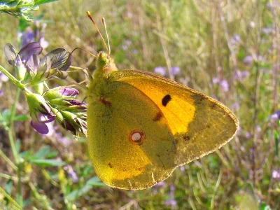 Colias croceus