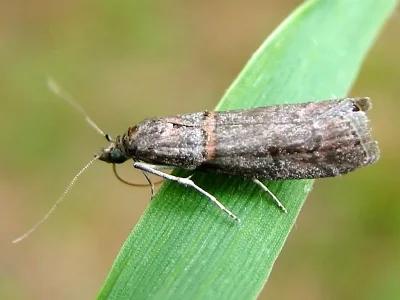 Acrobasis obliqua