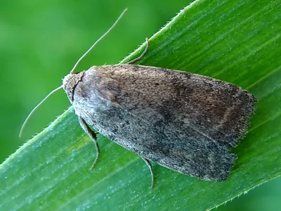Athetis (Athetis) gluteosa