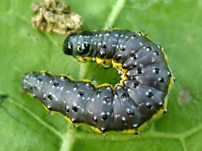 Evergestis pallidata