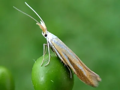 Coleophora vibicella
