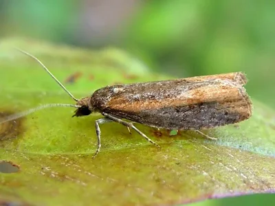 Epinotia caprana