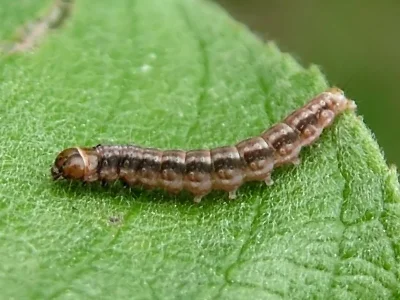 Gelechia (G.) sororculella