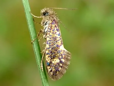 Eriocrania (Dyseriocrania) subpurpurella