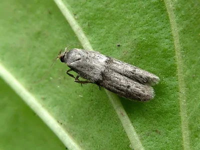 Blastobasis phycidella