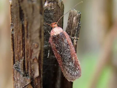 Depressaria (Depressaria) pimpinellae