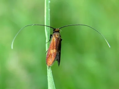 Cauchas rufimitrella