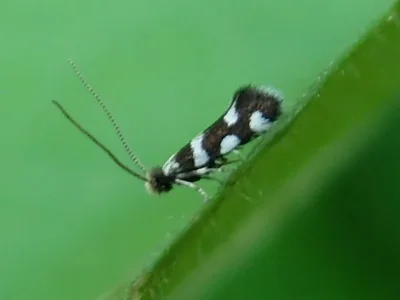 Eudarcia rutjani