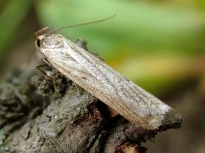 Deroxena venosulella