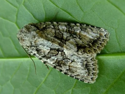 Dryobotodes (Dryobotodes) monochroma