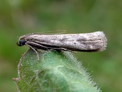 Euzophera cinerosella