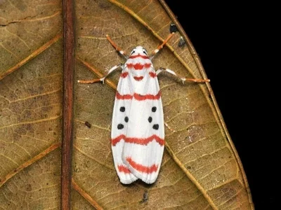 Cyana (Chionaema) subornata