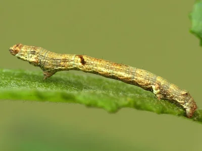 Ectropis crepuscularia