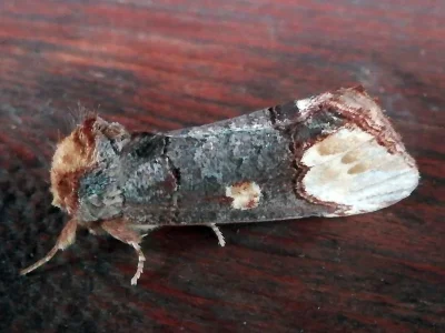 Phalera bucephaloides