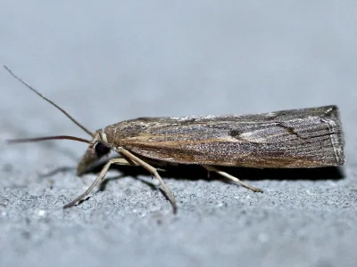 Agriphila geniculea