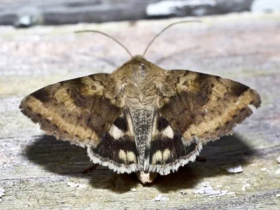 Heliothis (Heliothis) viriplaca