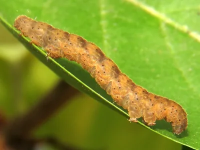 Trisateles emortualis