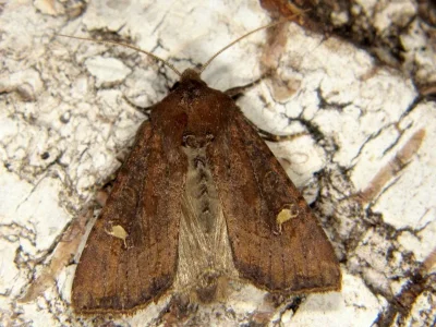 Helotropha leucostigma