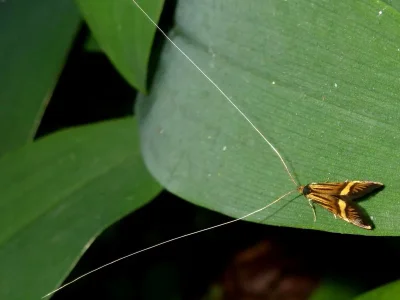 Nemophora degeerella