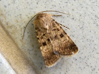 Chersotis multangula