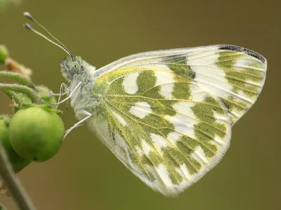 Pontia edusa