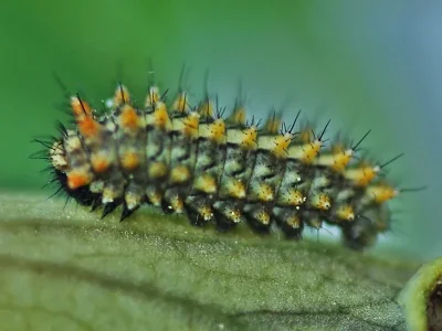 Zerynthia (Zerynthia) rumina