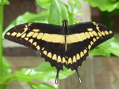 Papilio (Heraclides) cresphontes