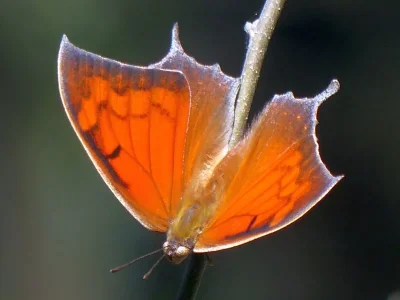 Anaea aidea