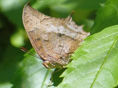 Anaea aidea