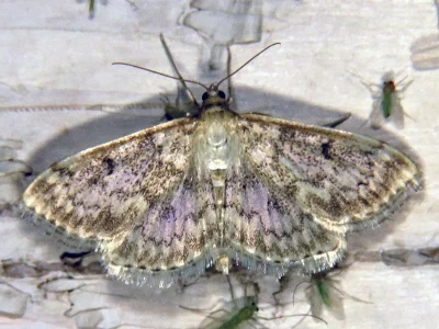 Anania perlucidalis
