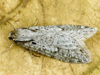 Semioscopis avellanella