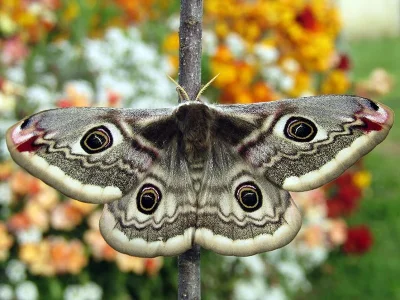 Saturnia (Eudia) pavonia